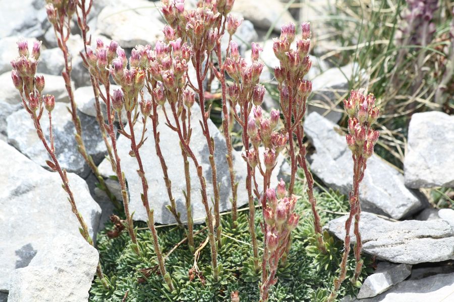 Saxifraga porophylla